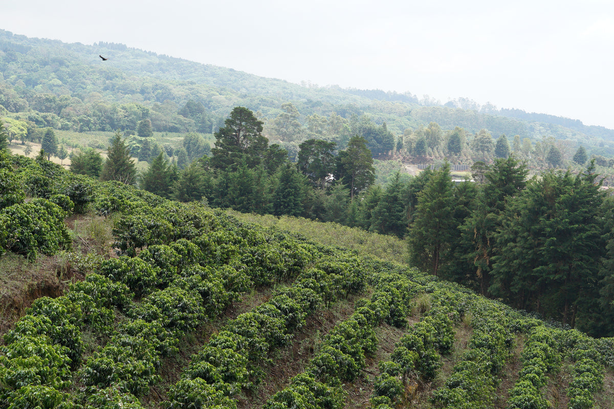 Sustainable Profile Coffee - Decaf - 1kg