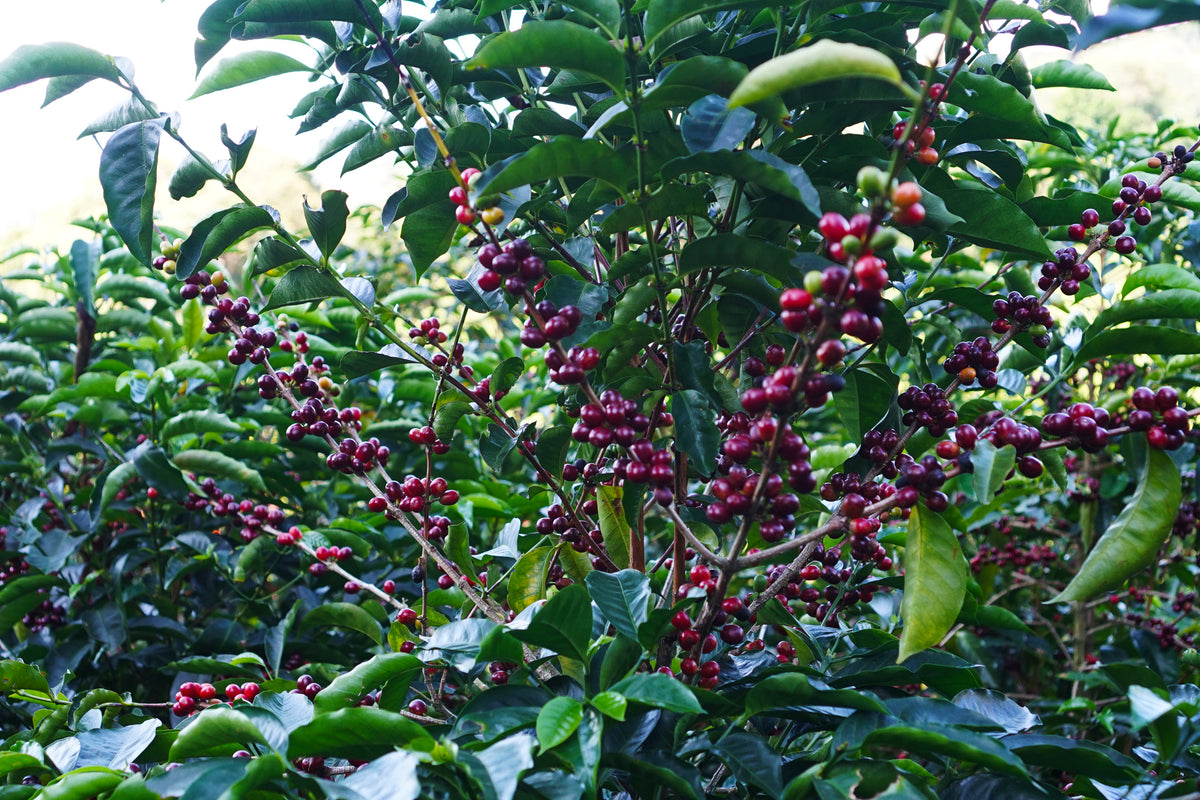 Sustainable Profile Coffee - Decaf - 1kg
