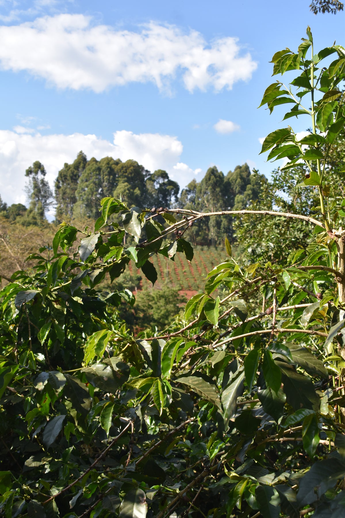 Sustainable Profile Coffee - Kenya