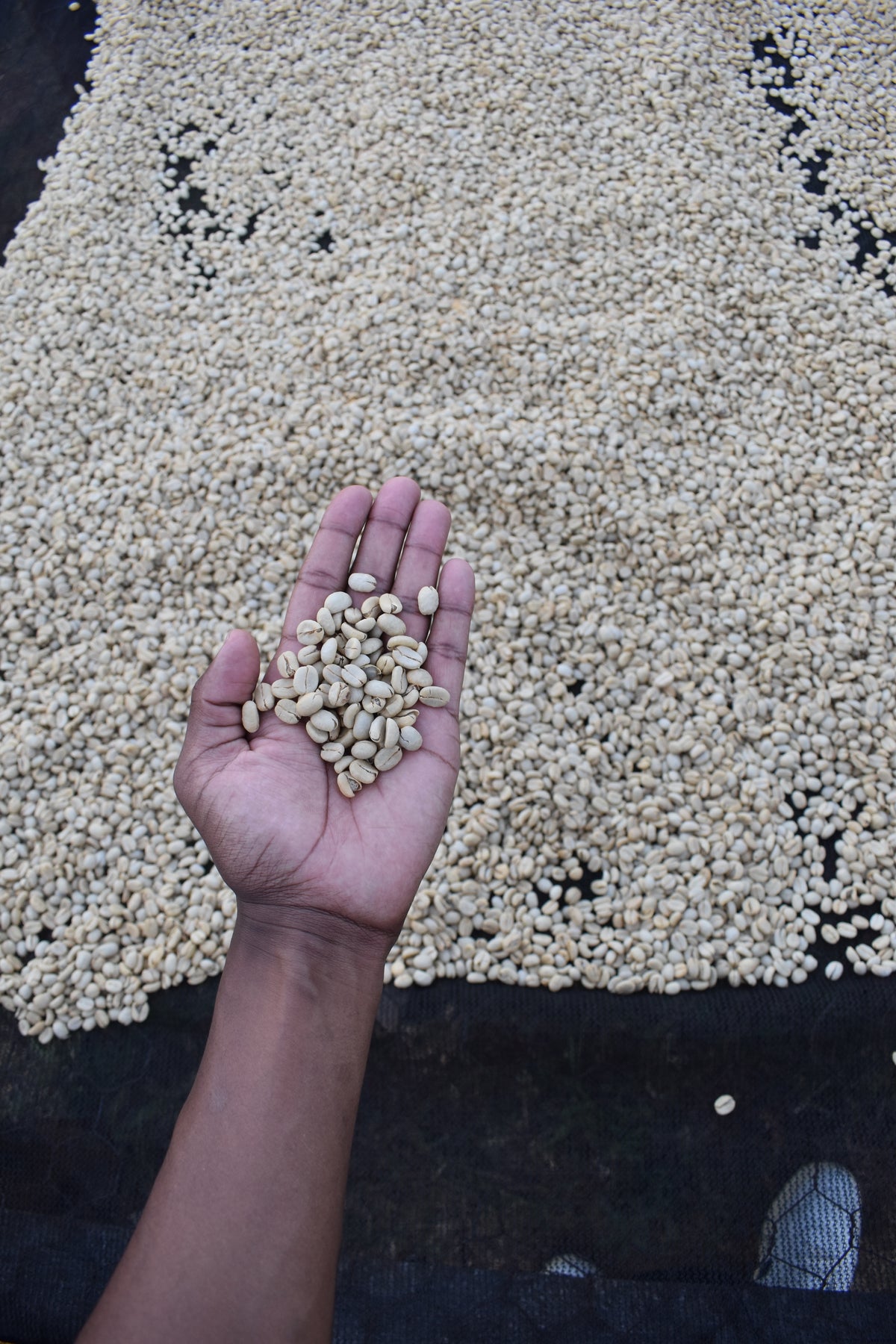 Sustainable Profile Coffee - Kenya