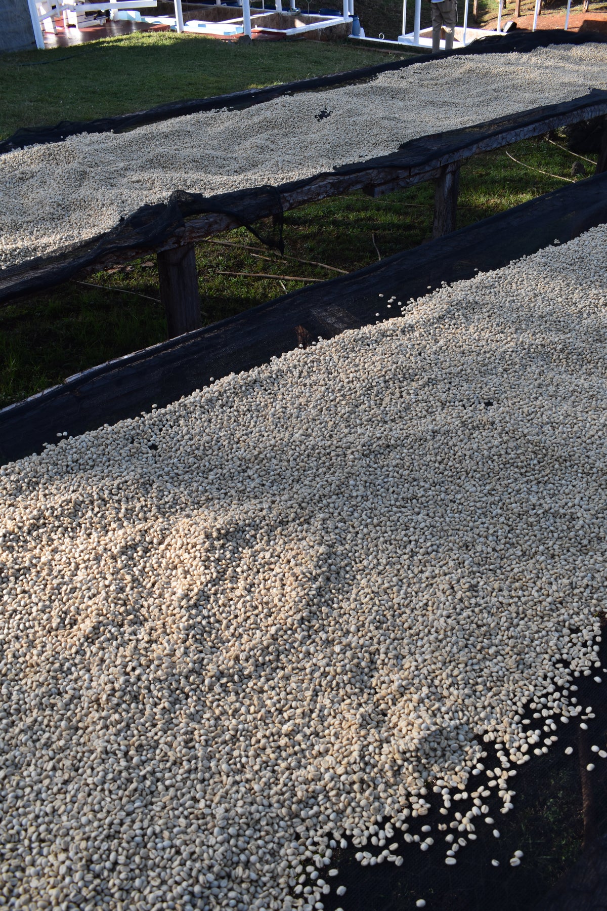 Sustainable Profile Coffee - Kenya