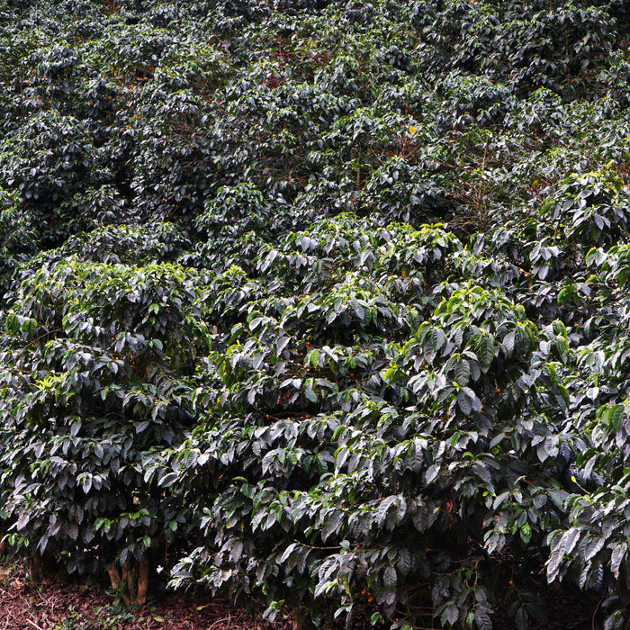 El Socorro - Guatemala - Washed Java